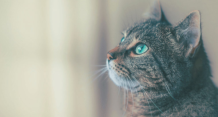 Best Performance BMW M4 CS for Sale