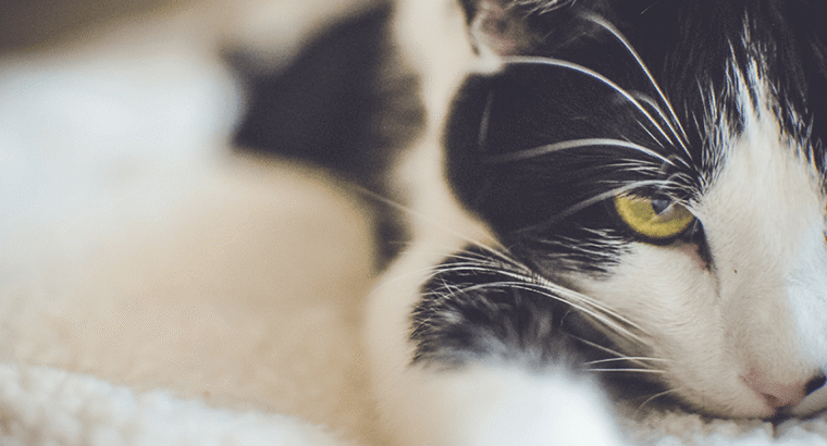 Brand New iPhone 16 Pro for Sale Unlocked and 100 percent orignal