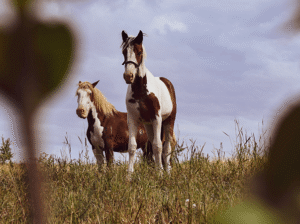 Cozy and Compact Apartment for Rent