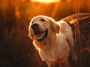 Ford Fiesta – Compact, Fun, and Fuel-Efficient Hat